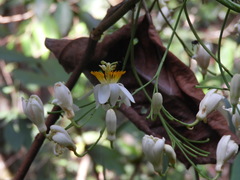 Passiflora arborea