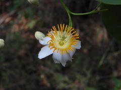 Passiflora arborea