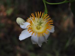 Passiflora arborea