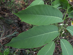 Passiflora arborea
