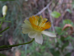 Passiflora arborea