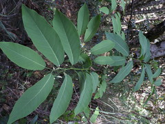 Passiflora arborea