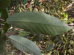 Passiflora arborea