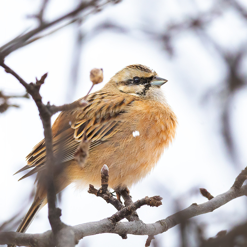 Rock Bunting