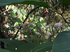 Passiflora arborea