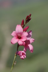 Tritonia disticha