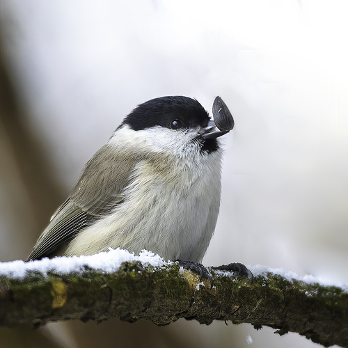 Carbonero palustre (Poecile palustris)