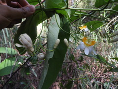 Passiflora arborea