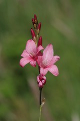 Tritonia disticha
