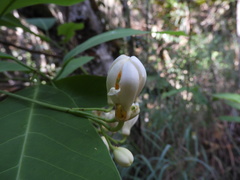 Passiflora arborea
