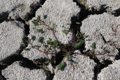 Oxybasis chenopodioides