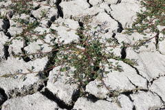 Oxybasis chenopodioides