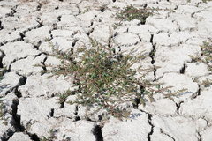 Oxybasis chenopodioides