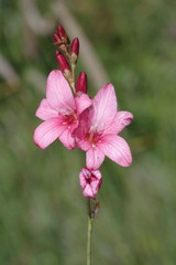 Tritonia disticha