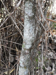 Passiflora arborea