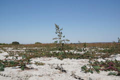 Oxybasis chenopodioides