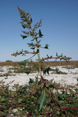 Oxybasis chenopodioides