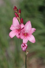 Tritonia disticha