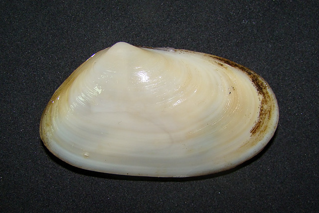 Mesodesmatidae