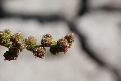 Oxybasis chenopodioides