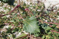 Oxybasis chenopodioides