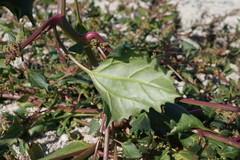 Oxybasis chenopodioides