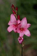 Tritonia disticha