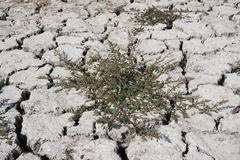 Oxybasis chenopodioides