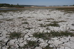 Oxybasis chenopodioides