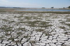 Oxybasis chenopodioides