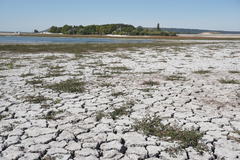 Oxybasis chenopodioides