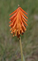 Kniphofia triangularis