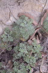 Artemisia alba