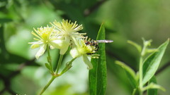 Trachypus spegazzinii