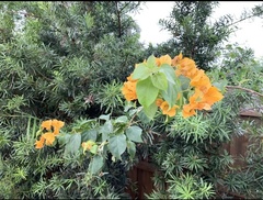 Magnoliopsida
