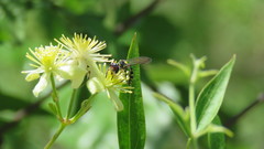 Trachypus spegazzinii