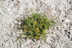 Cyperus michelianus