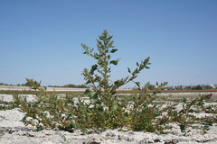 Oxybasis chenopodioides