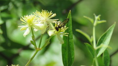 Trachypus spegazzinii