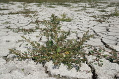 Oxybasis chenopodioides