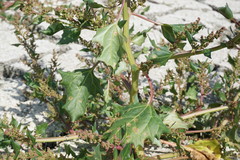 Oxybasis chenopodioides