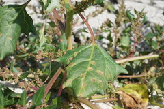 Oxybasis chenopodioides
