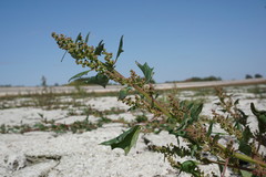 Oxybasis chenopodioides