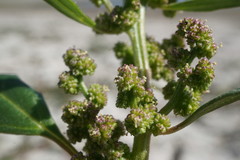 Oxybasis chenopodioides