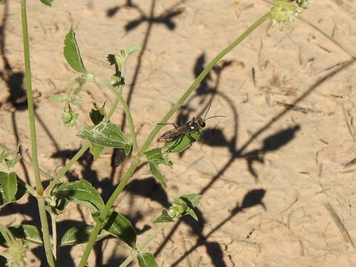 Sphex argentinus