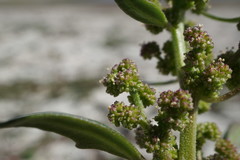 Oxybasis chenopodioides
