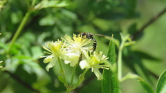 Trachypus spegazzinii