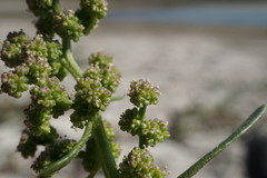 Oxybasis chenopodioides