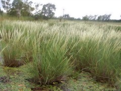 Oryza rufipogon