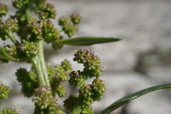 Oxybasis chenopodioides